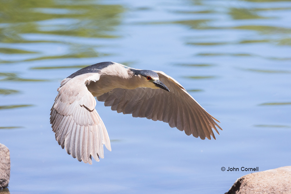 Black-crowned Night Heron;Flying Bird;Heron;Nycticorax nycticorax;One;Photography;action;active;aloft;avifauna;behavior;bird;birds;color image;color photograph;feather;feathered;feathers;flight;fly;flying;in flight;motion;movement;natural;nature;one animal;outdoor;outdoors;soar;soaring;wild;wilderness;wildlife;wing;winged;wings
